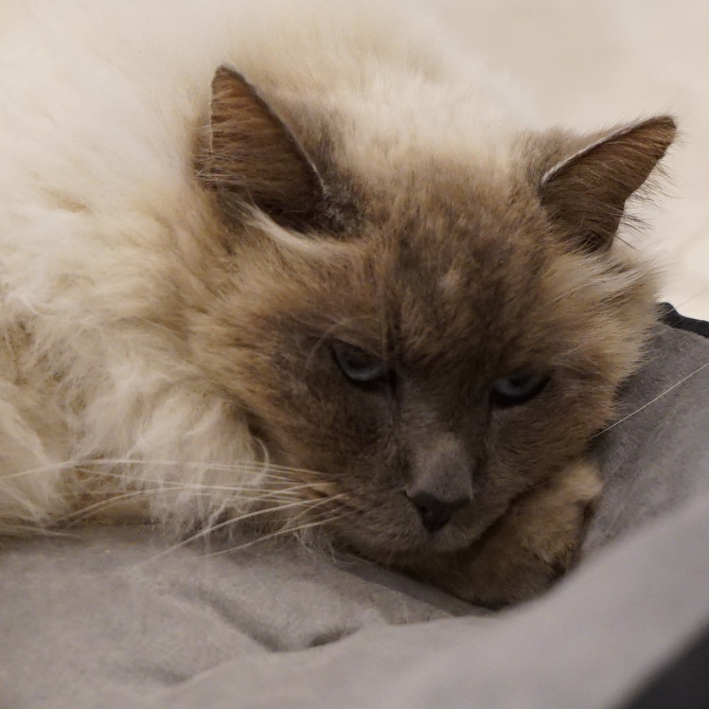 Meet your Posher, Desiree